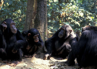 Male chimps with more friends are more likely to have offspring