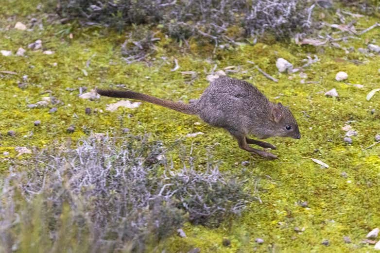 Endangered bettong reintroduced in Australia after more than a century