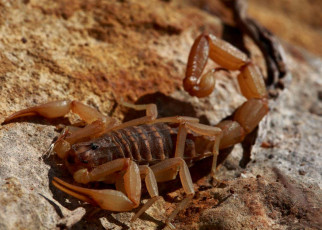 Scorpions have strange joints that can simultaneously bend and twist