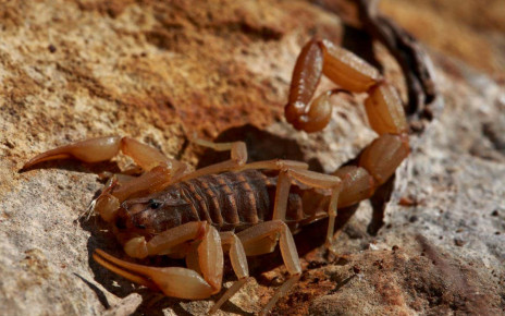 Scorpions have strange joints that can simultaneously bend and twist