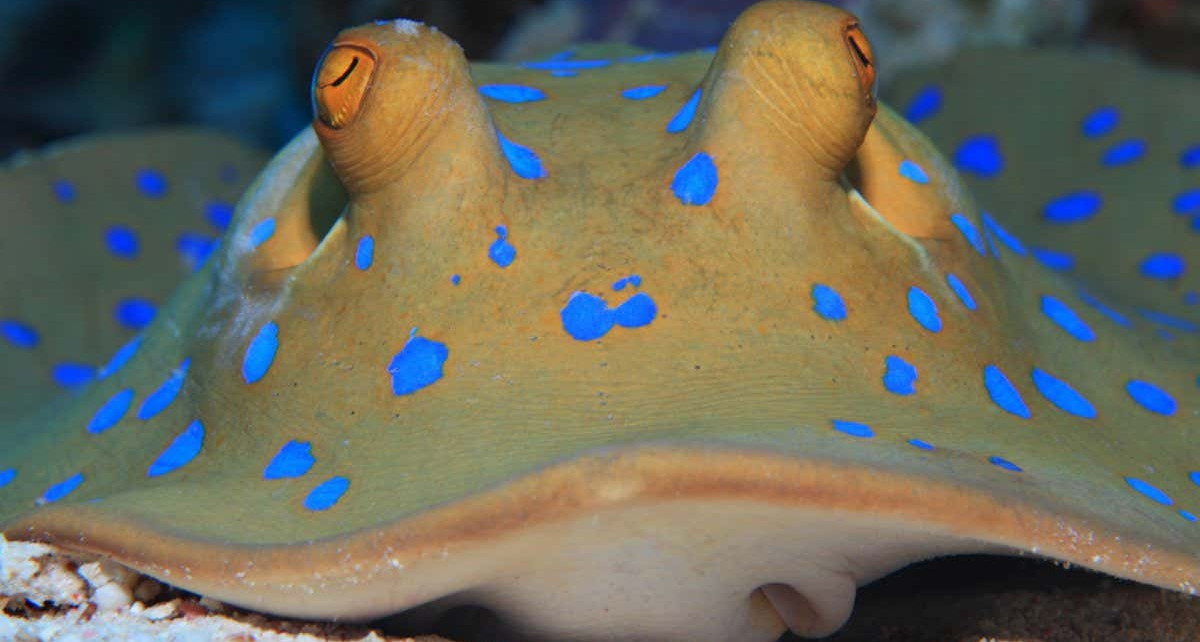 Stingrays’ bulging eyes and mouths make them much faster swimmers