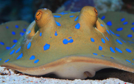Stingrays’ bulging eyes and mouths make them much faster swimmers