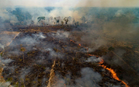Amazon fires have affected almost all the region's endangered species