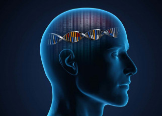 Rapidly evolving bits of DNA helped develop the human brain