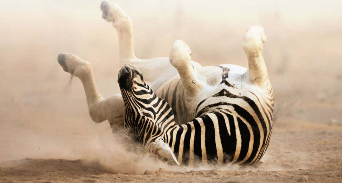 Zebras rolling in pits help give life to the Namib desert in Africa