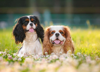 Cavalier King Charles spaniels carry a high number of harmful genes