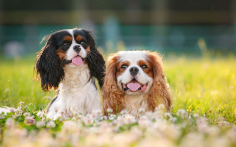 Cavalier King Charles spaniels carry a high number of harmful genes