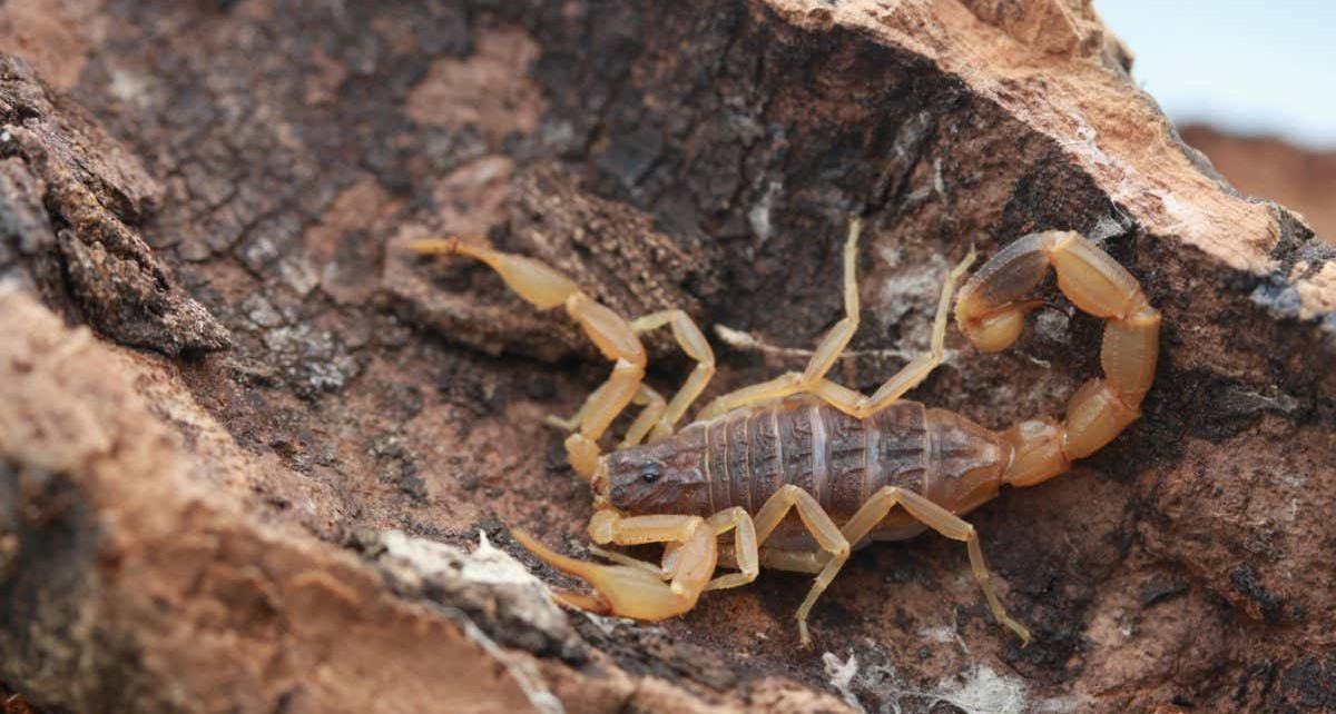 Scorpions develop a sting in the tail before they are ready to use it