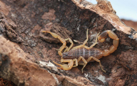 Scorpions develop a sting in the tail before they are ready to use it