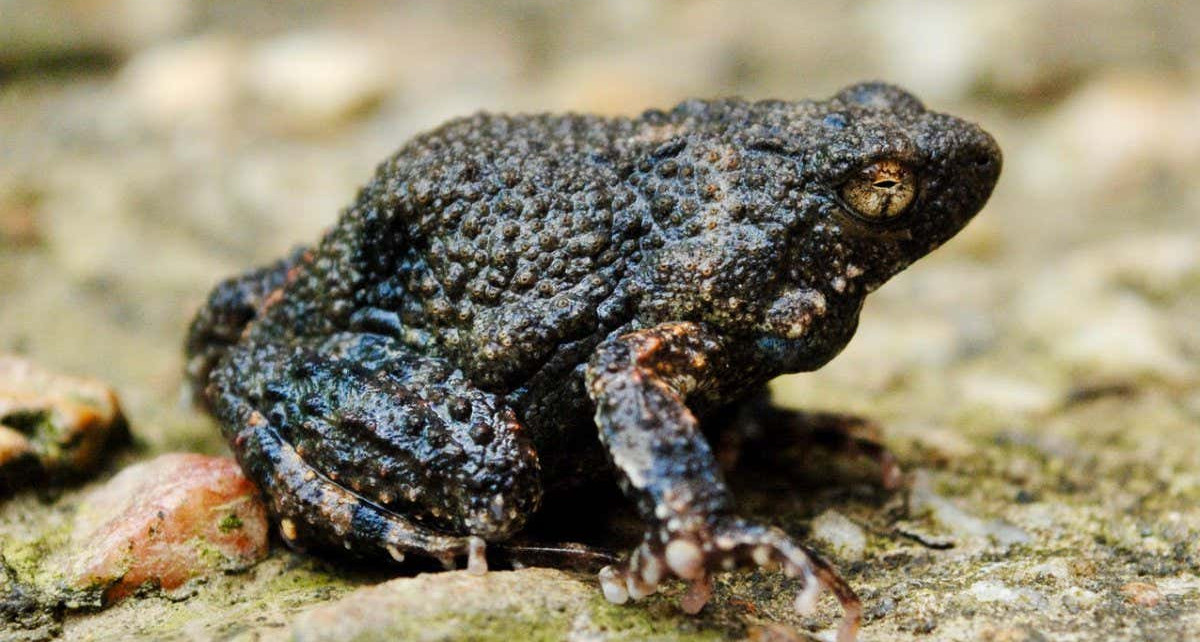 Foam from frogs' nests could help make bandages that release drugs