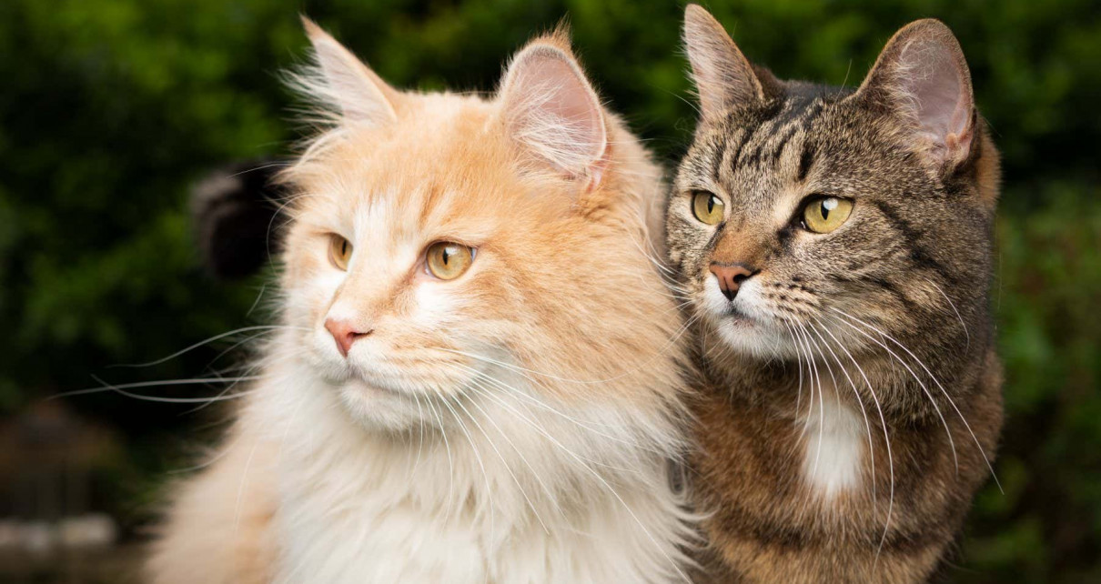 Gene responsible for cat fur patterns could lead to designer pets