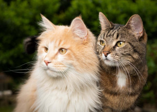 Gene responsible for cat fur patterns could lead to designer pets