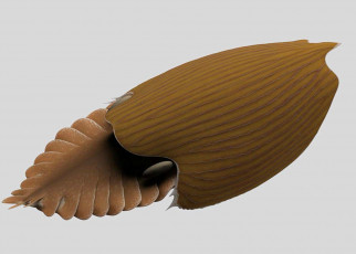 Half-metre-long predator was giant of the seas 500 million years ago