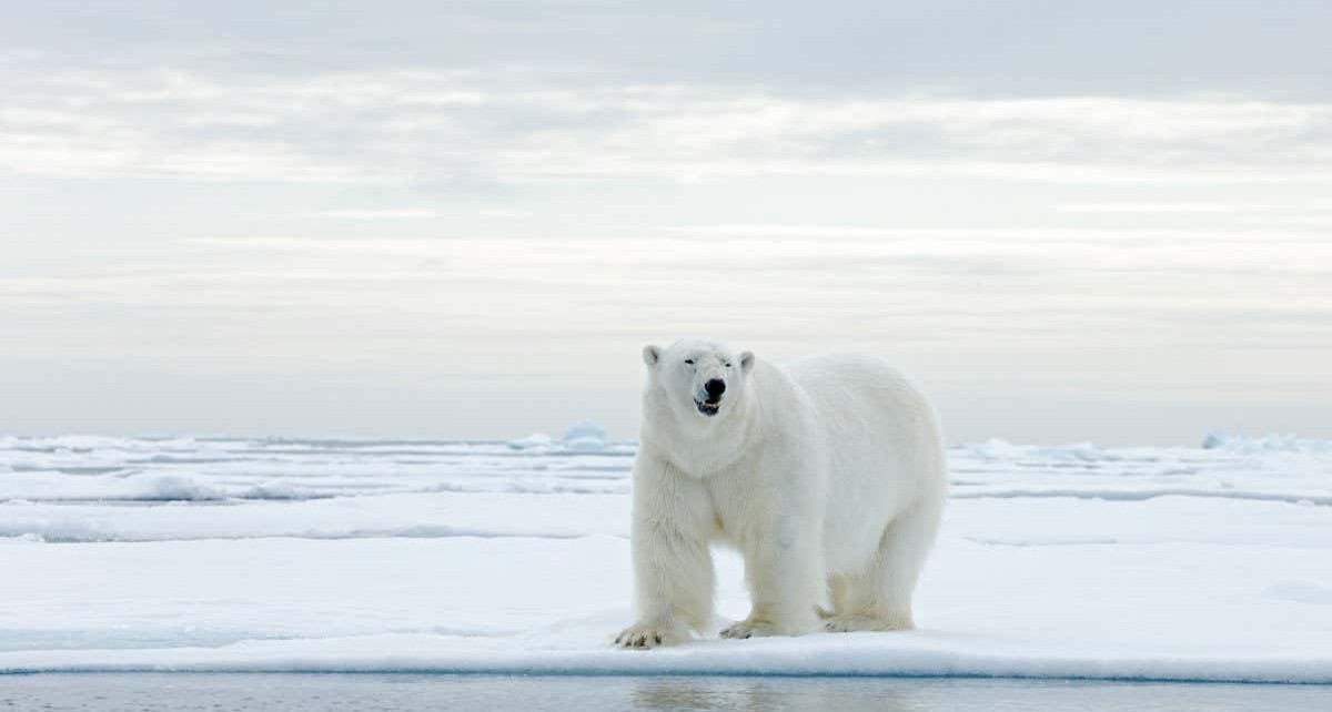 Polar bears in Svalbard archipelago are inbreeding due to sea ice loss