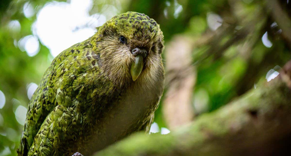 Rare kakapo parrot is genetically healthy despite being very inbred