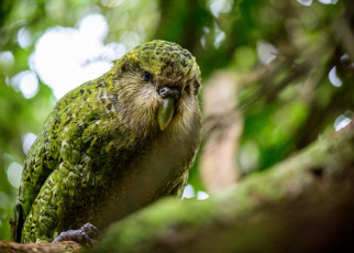 Rare kakapo parrot is genetically healthy despite being very inbred