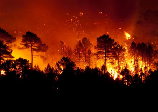 Forest fire, Pinus pinaster, Guadalajara (Spain) ; Shutterstock ID 1065315416; purchase_order: PHOTO; job: 18 Sept issue; client: NS; other: News