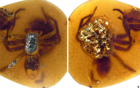 Ancient spiders locked in amber died looking after their offspring