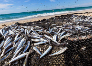 Global demand for fish expected to almost double by 2050