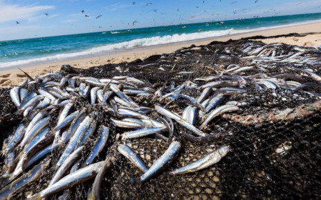 Global demand for fish expected to almost double by 2050