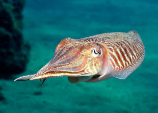 Watch cuttlefish migrate together in a defensive line with a lookout