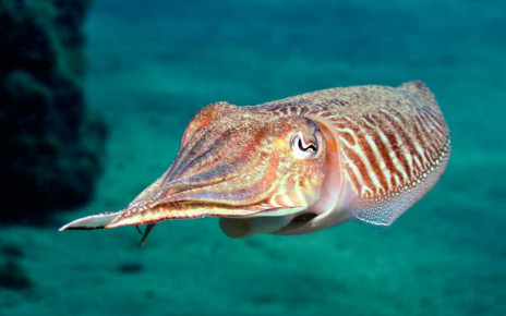Watch cuttlefish migrate together in a defensive line with a lookout