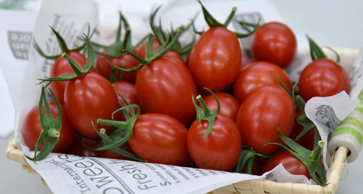 Tomato is first CRISPR-edited food to go on sale in the world