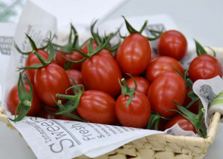 Tomato is first CRISPR-edited food to go on sale in the world