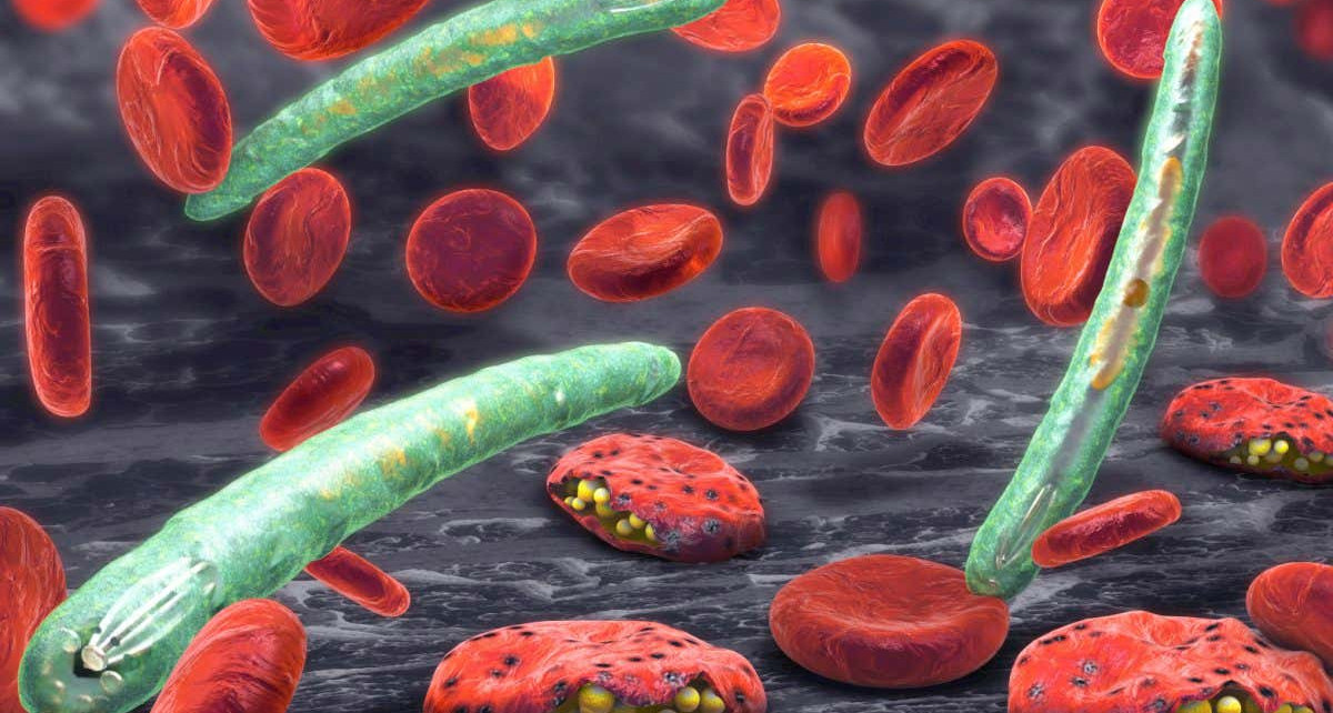 Parasite evolution is making it harder to detect and treat malaria