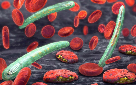 Parasite evolution is making it harder to detect and treat malaria