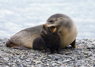 Climate change: Antarctic seal numbers tied to global temperature