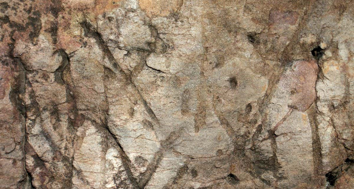 Ancient fossils: Mystery of early animal burrows in Australia solved