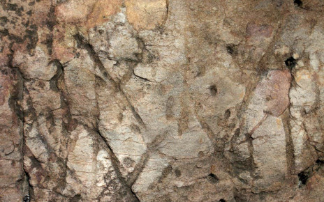 Ancient fossils: Mystery of early animal burrows in Australia solved