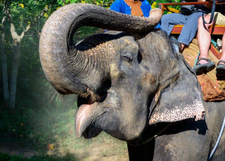 Animal welfare: Most elephants used in Thai tourism have nervous tics