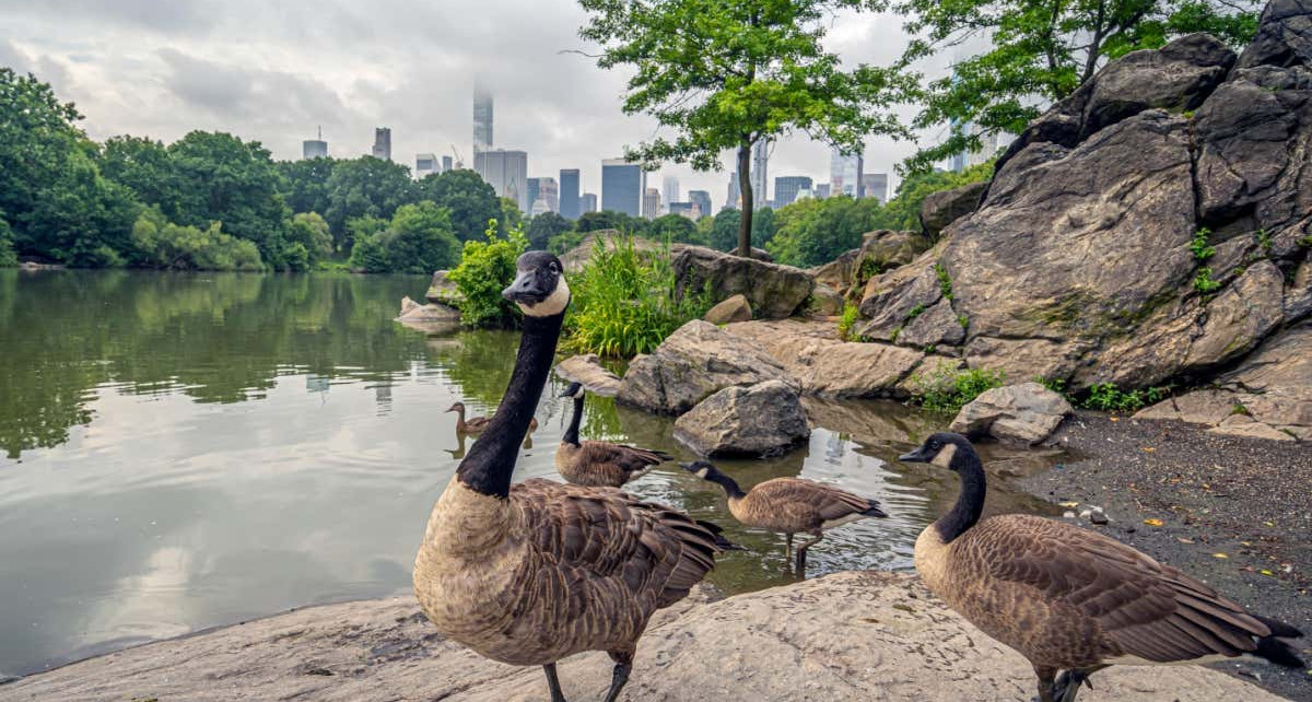 Birds flocked to North American cities during covid-19 lockdowns
