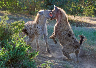 Hyenas make faces at each other when they want to play-fight