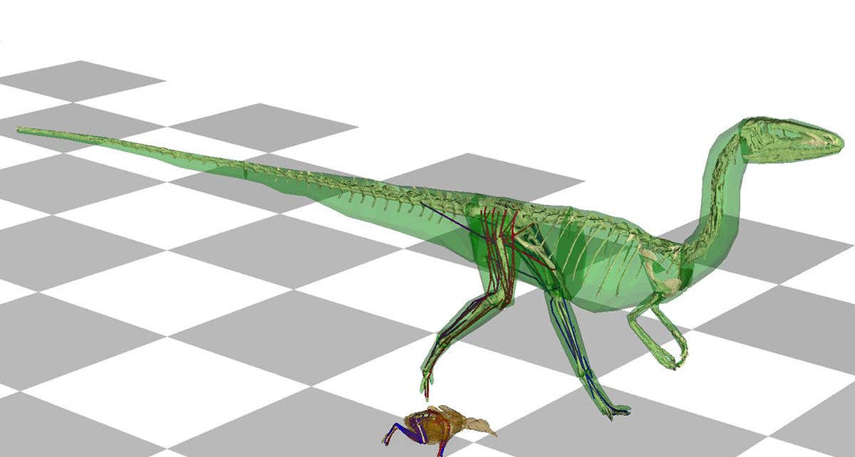Dinosaurs may have waggled their tails to help walk more efficiently