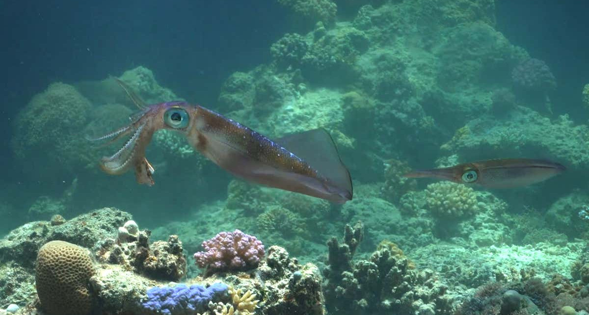 Male bigfin reef squid may be the best fathers of all cephalopods