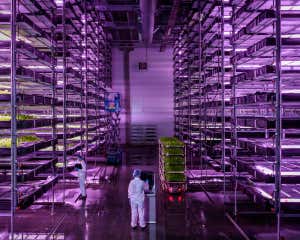 FULL SIZE IN ARTICLE The grow hall at Nordic Harvest close to Copenhagen, where a 14 storey high system grows salad leaves in water under UV lights.