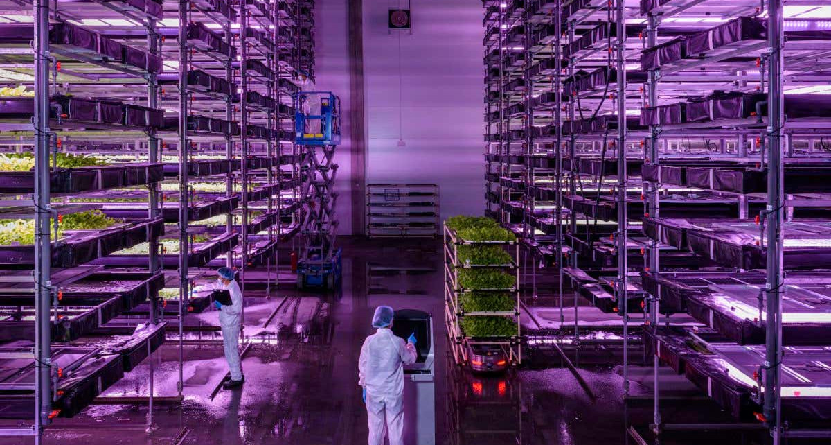 Futuristic farm may use 250 times less water than normal