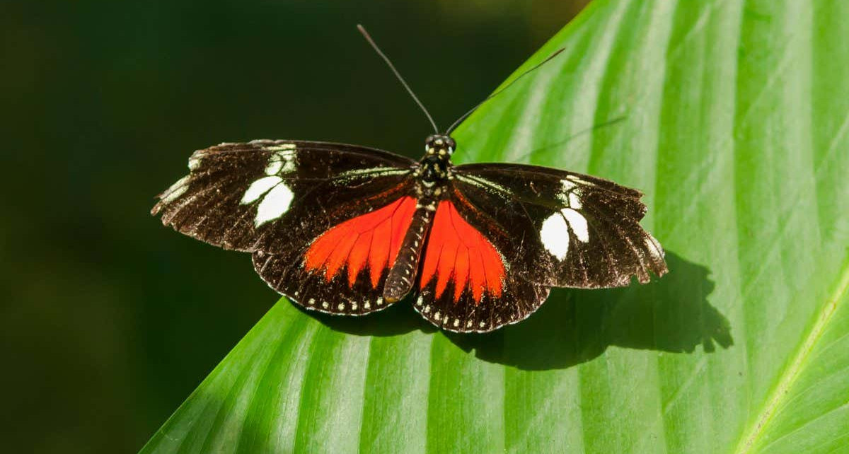 UV vision: Female red postman butterflies see two colours of UV