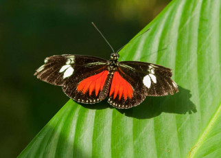 UV vision: Female red postman butterflies see two colours of UV