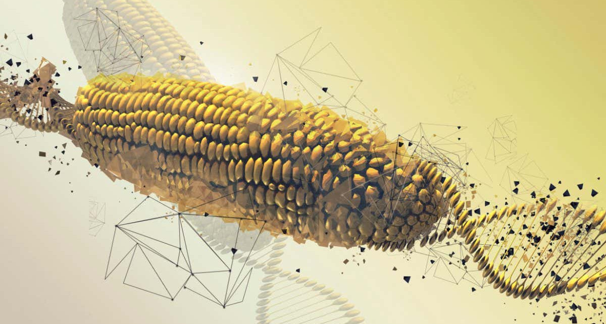 TCR5F0 GM corn cob, illustration
