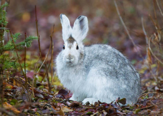 Wildlife: White hares thrive despite being easy for predators to see