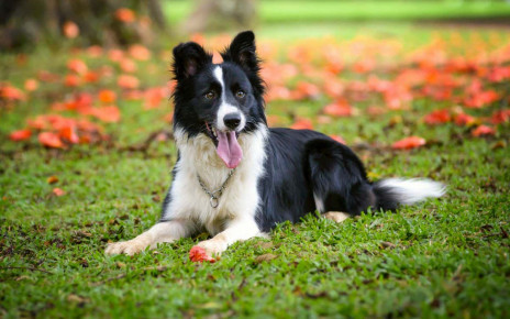 Dogs: gifted canines can memorise 12 new words in a week