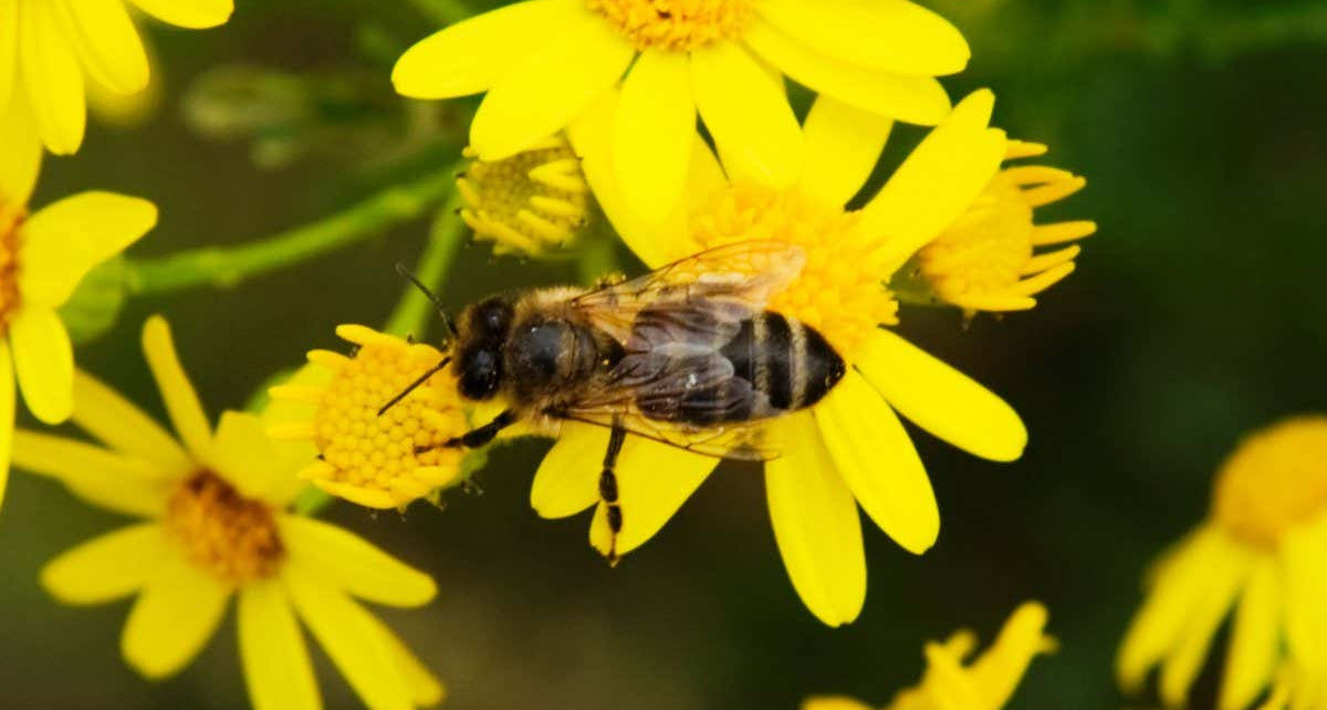 Honeybees: City hives are nearer to flowers than country hives