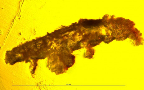 Tardigrades: Fossil of tough micro-animal discovered in amber