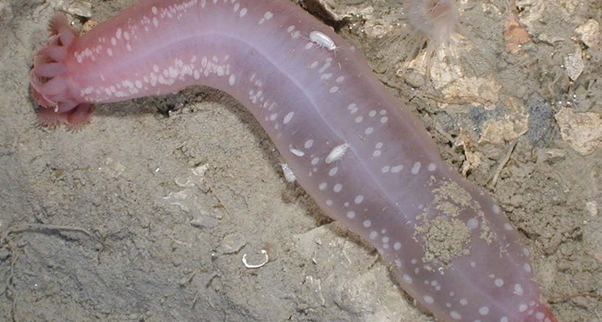 Genetics: Sea cucumber genome shows how it survives toxic environments
