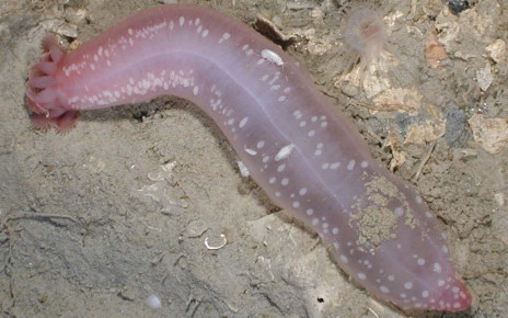 Genetics: Sea cucumber genome shows how it survives toxic environments