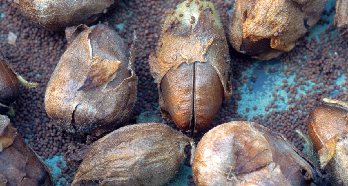Archaeology: Tobacco seeds date first human use to 12,300 years ago
